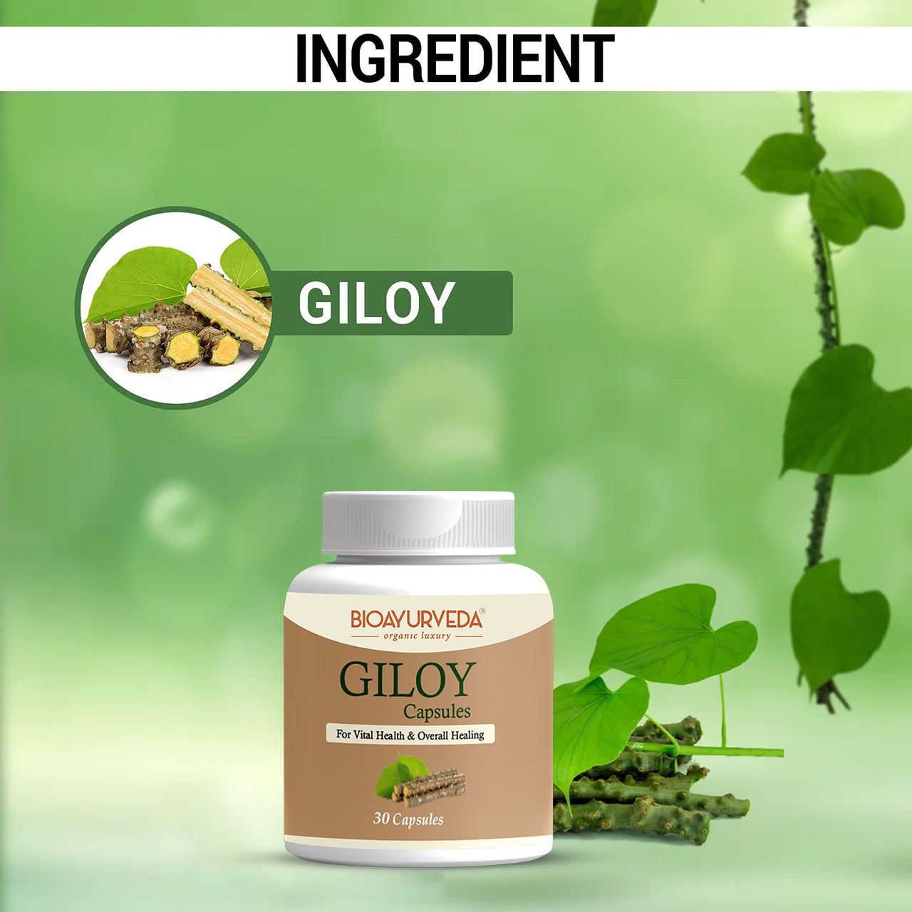 GILOY CAPSULE